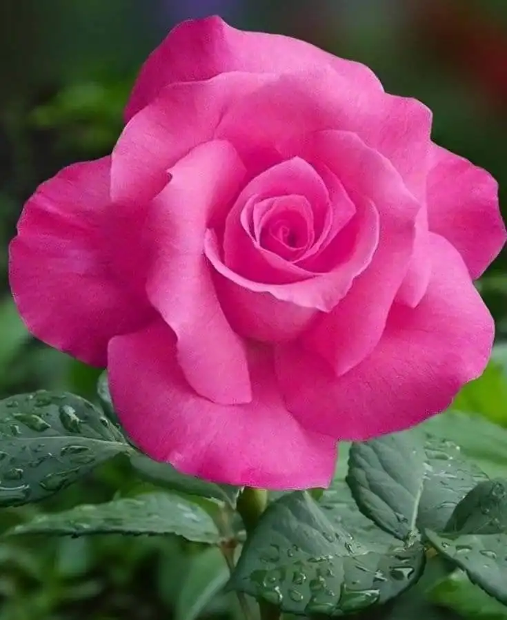 flower whatsapp dp